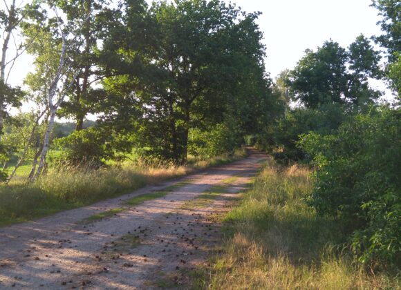 Spazieren gehen in Güster - die schönsten Wege mit und ohne Hund guester_spaziergang